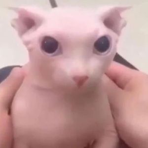 Meet your Posher, Dayne